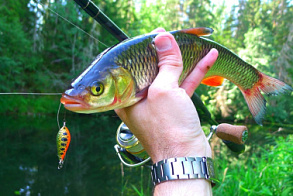 Обзор блесны Atom-A от LureMax